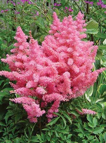 Astilbe Younique Pink
