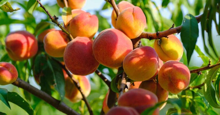Best Peach Varieties FB