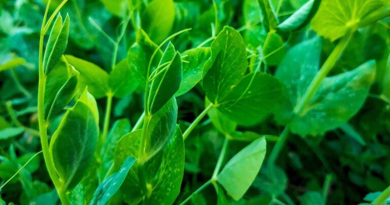 How to Grow Pea Shoots FB
