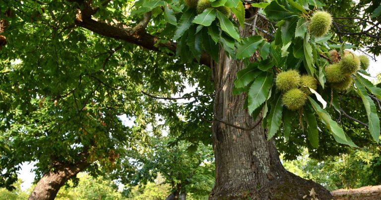 Best Chestnut Varieties FB