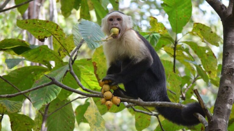 A capuchin eating fruits CREDIT Julia Casorso e1730218596476