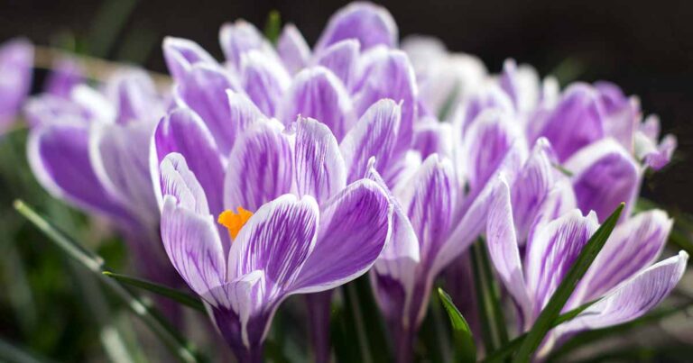 How to Propagate Crocus Offsets FB