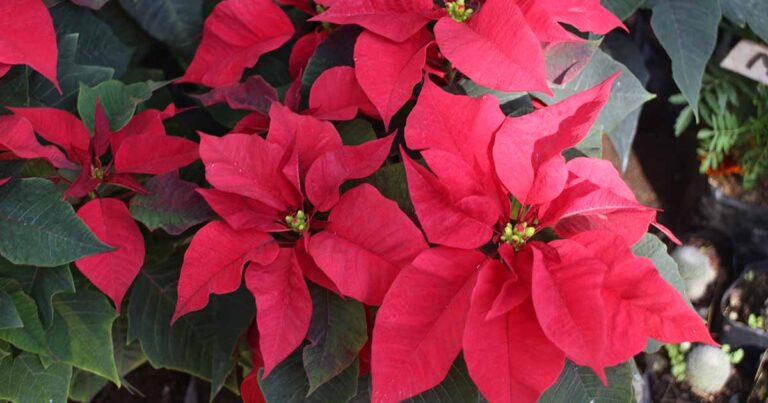 How to Propagate Poinsettia Seed FB