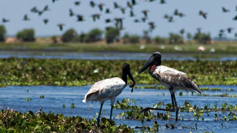 1620px Jabiru Garzon Soldado Jabiru mycteria 8576613973 1152x648