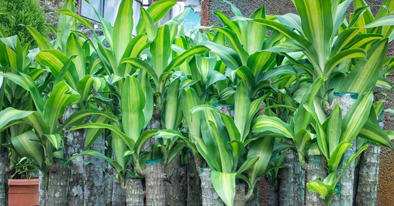 How to Grow Corn Plants FB