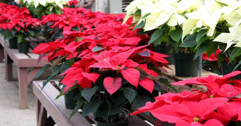 How to Grow Poinsettia FB