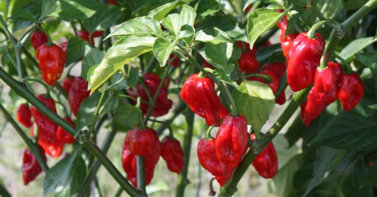 How to Plant and Grow Ghost Peppers FB