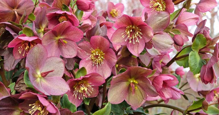 How to Prune Hellebores FB