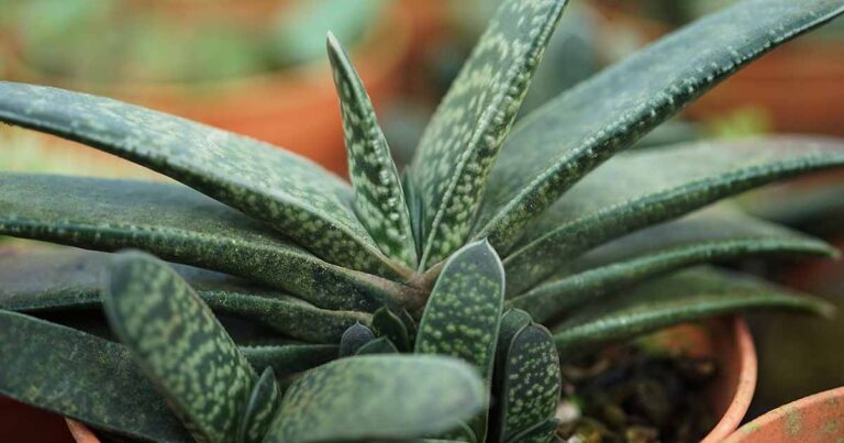 Types of Gasteria FB