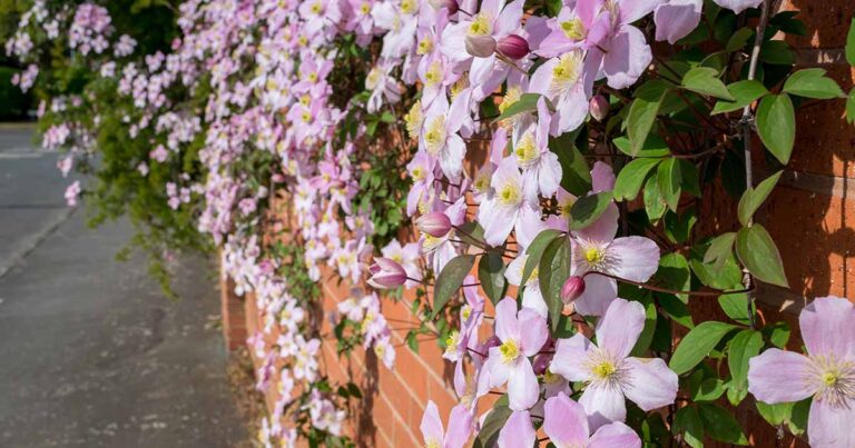 Best Spring Flowering Clematis FB