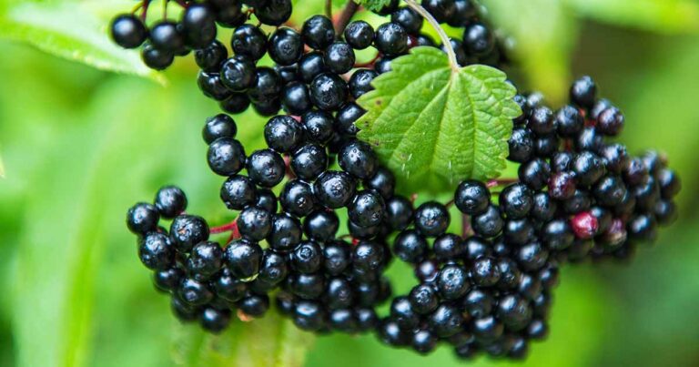 How to Grow Elderberries FB