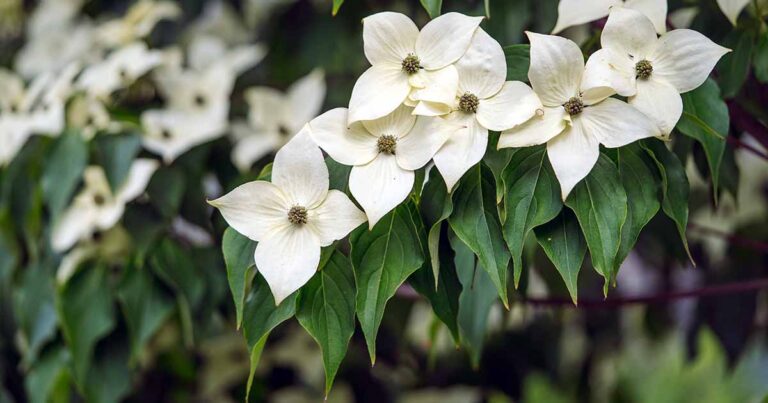 How to Grow Evergreen Dogwoods FB