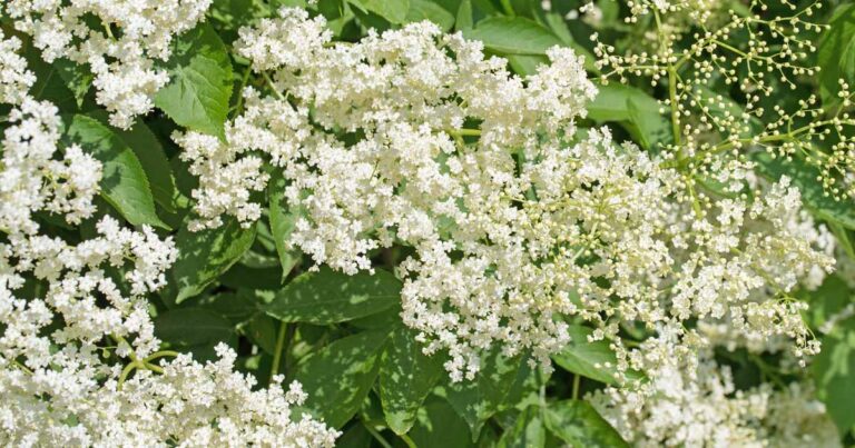 How to Use Elderflowers for Food and Medicine FB