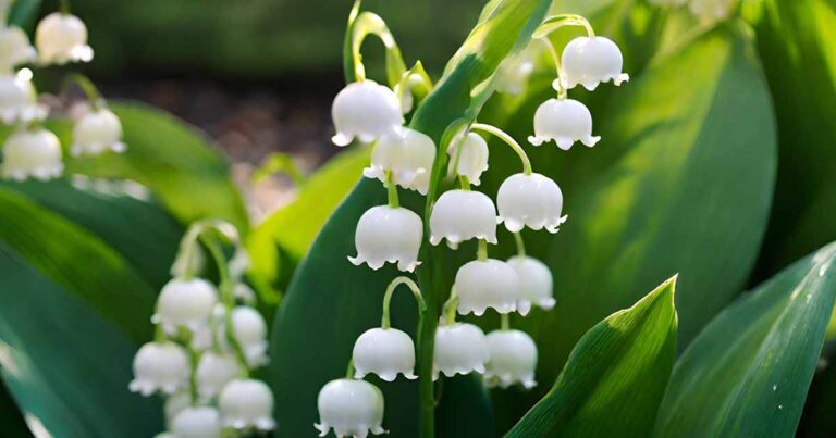 Lily of the Valley with Yellow Leaves FB