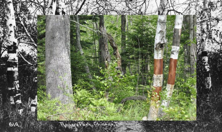 1743341285 14 Nora Moore Lloyd Birchbark Wiigwaas
