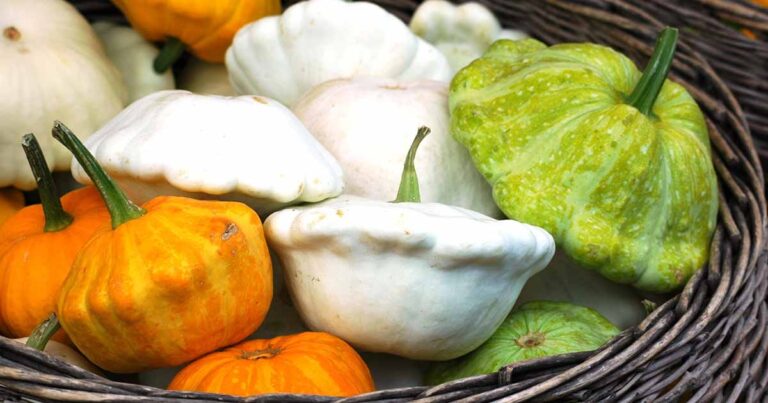 Best Patty Pan Squash Varieties FB