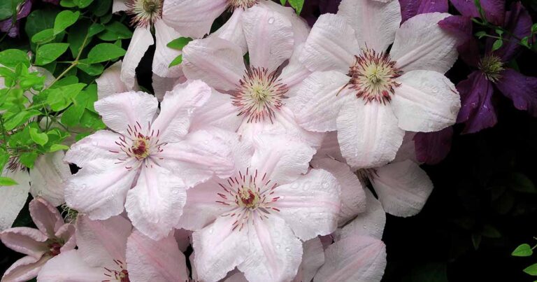 Best Summer Flowering Clematis FB