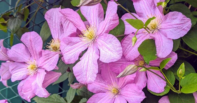 Fall Flowering Clematis FB