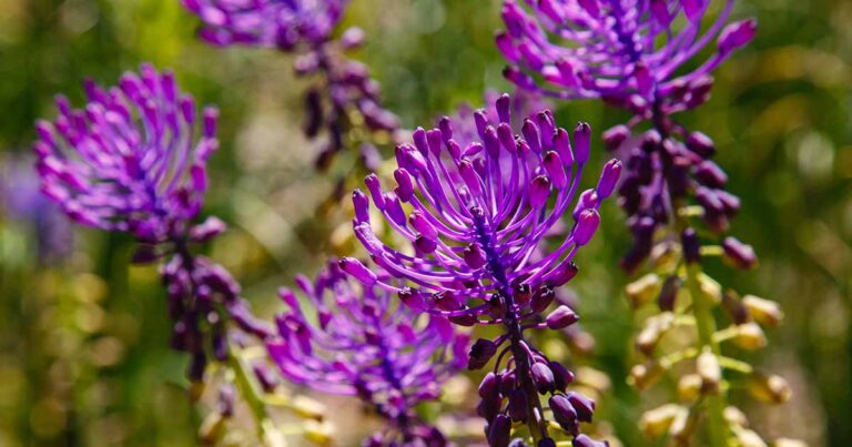 How to Grow Feather Hyacinth FB