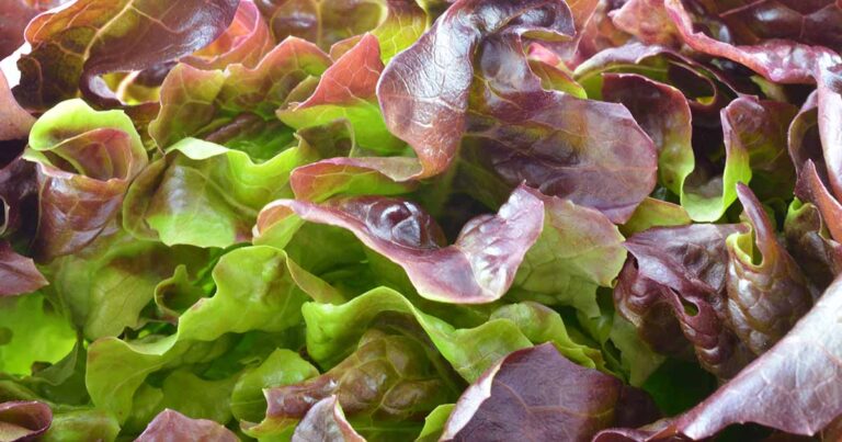 How to Grow Pirat Lettuce FB