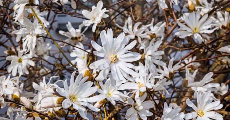 How to Grow Star Magnolia FB