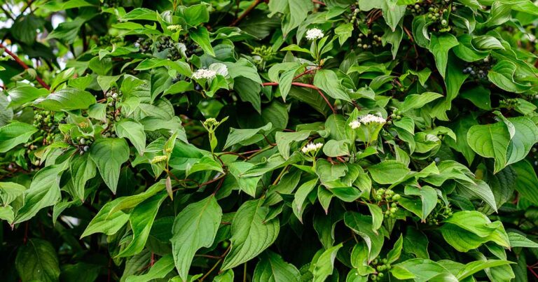 How to Grow Tatarian Siberian Dogwood FB