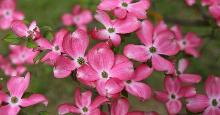 How to Grow and Care for Flowering Dogwood Trees FB