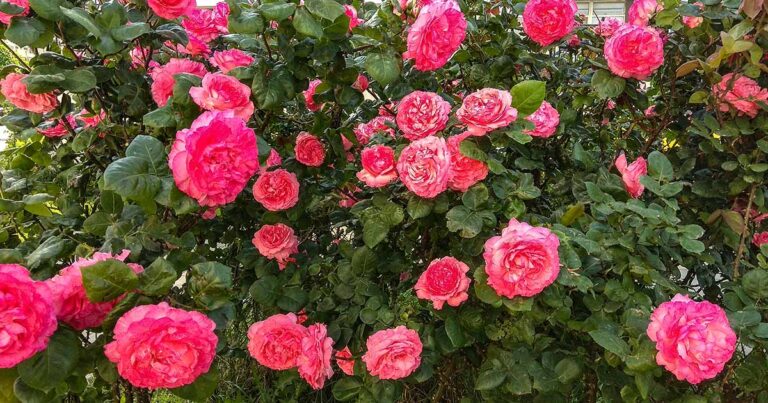 How to Plant and Care for Bare Root Roses FB