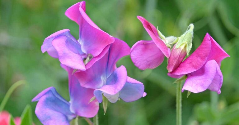 Why Sweet Peas Fail to Bloom FB