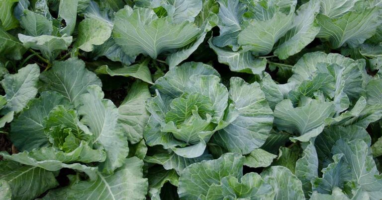 Common Cauliflower Pests FB
