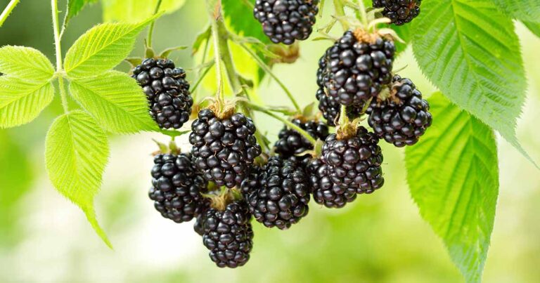 How to Fertilize Blackberries FB