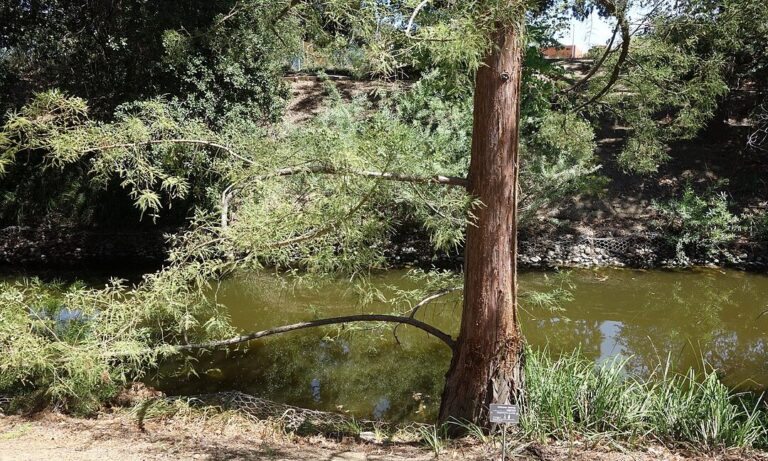 cypress tree 1080x648