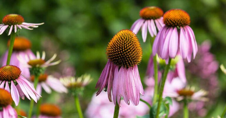 How and When to Deadhead Coneflowers FB