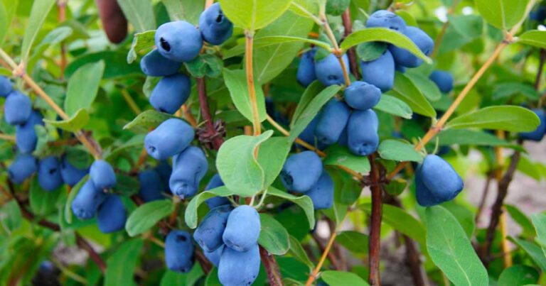 How to Grow Haskap Honeyberries FB