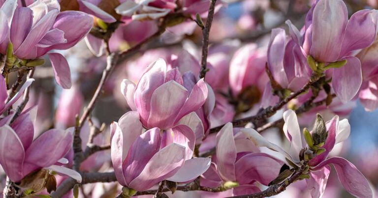 How to Prune Magnolias FB
